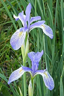 Iris Prints: two wild iris flowers in a meadow