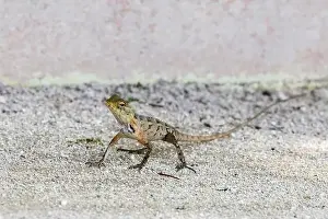 Maldives Island Prints: Wild lizard (oriental garden lizard) living in maldives islands. Reptile