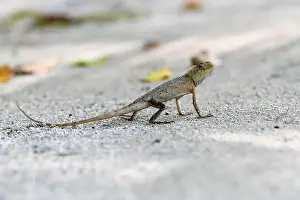 Maldives Island Prints: Wild lizard (oriental garden lizard) living in maldives islands. Reptile