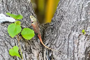 Maldives Island Prints: Wild lizard (oriental garden lizard) living in maldives islands. Reptile