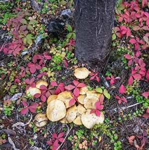 Uncultivated Prints: Wild mushrooms and red bunchberry leaves on the forest floor of Kootenay National Park