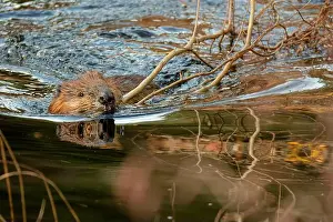 Semi Aquatic Prints: A wild North American beaver (Castor canadensis)