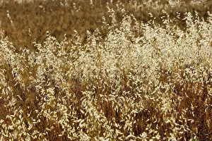 Framed Print : Wild Oat, North Rhine-Westphalia, Germany (Avena fatua)