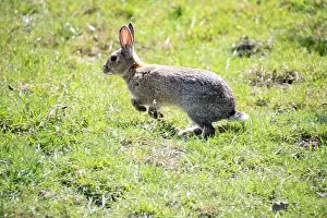 Hiroshima Prints: wild rabbit playing in a field in the countryside