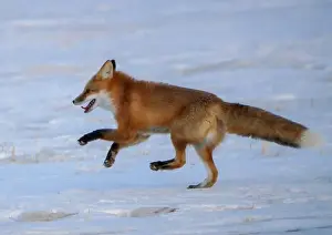 Cold Temperature Prints: Wild red fox running fast in a snowy field during winter