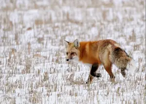 Cold Temperature Prints: Wild red fox walking through a snowy field in search of food