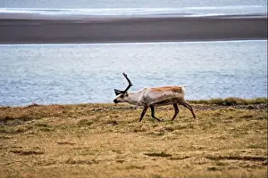 Unspoiled Prints: Wild reindeer walking along the Icelandic coast