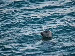 Specie Prints: Wild seal floating on rippling seawater in daytime