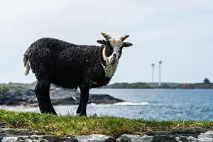 Animal Portrait Prints: Wild Sheep from Haraldshaugen, HAUGESUND, NORWAY, Europe