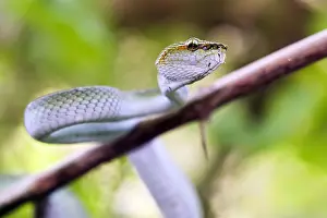 Viper Prints: wild trimeresurus viper species malaysia