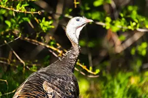 Skinny Prints: Wild Turkey blinking and showing it's Nictitating Membrane