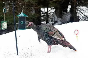 Quebec Province Prints: Wild turkey (Meleagris gallopavo)