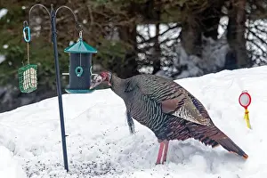 Quebec Province Prints: Wild turkey (Meleagris gallopavo)