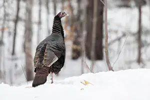 Quebec Province Prints: Wild turkey (Meleagris gallopavo) standing on a snowy field and watching
