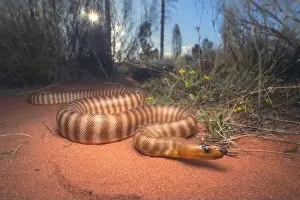 Animal Portrait Prints: Wild woma python (Aspidites ramsayi) on sandy substrate with vegetation in background