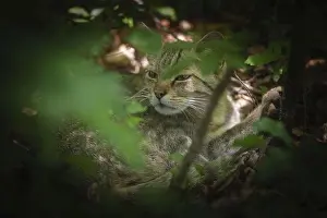 Natural Preserve Prints: A wildcat rests in the shade