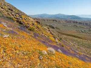 Offroad Prints: Wildflower field on hillside, looking towards Red Rock Canyon, CA