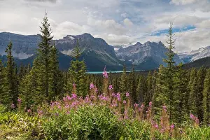 Banff National Park Prints: Wildflowers, fireweed (willowherb) near Bow Lake