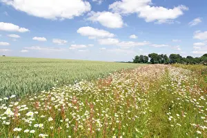 Arable Prints: Wildflowers growing on the field margins on a Cotswold Farm, Gloucestershire, England, UK