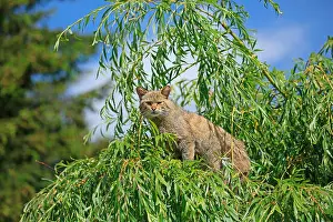 Single Animal Prints: Wildkatze, (Felis silvestris), Deutschland