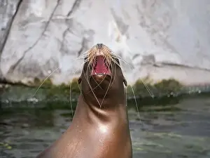 Harbor Seal Prints: Wildlands Zoo, Emmen