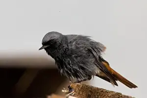 Animal Wildlife Prints: Wildlife birdwatching