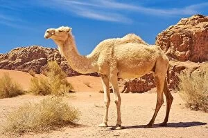 March Collection: Wildlife camel in the Wadi Rum Desert, Jordan