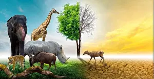 Wildlife Reserve Prints: Wildlife Conservation Day Wild animals to the home. Or wildlife protection
