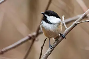 Cuteness Prints: Wildlife Fauna Small Tiny Bird Birds Black Capped Chickadee