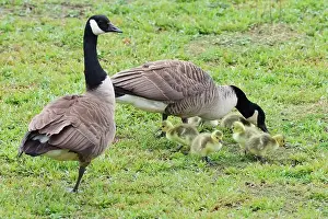 Migratory Bird Prints: Wildlife at Tophill Low Nature Reserve