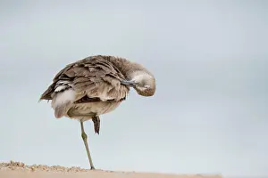 Preening Prints: A Willet preens and cleans its feathers with its eye shut while standing on one leg in soft overcast light