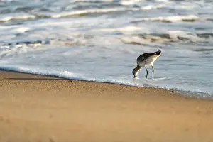 Carolina Prints: Willet or Sanderling looking for food on a Nags Head Beach in the Outer Banks of North Carolina