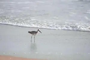 Carolina Prints: Willet or Sanderling looking for food on a Nags Head Beach in the Outer Banks of North Carolina