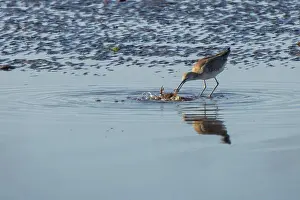 Baja Prints: A Willet (Tringa semipalmata) eating a crab, Loreto, baja California Sur, Mexico