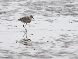 Galveston Prints: Willet (Tringa semipalmata) is walking through a beach and looking for a food on the Galveston's Island