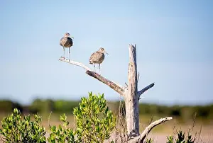 Charadriiformes Prints: Two Willets (Tringa semipalmata) perched in a dead tree at Assateague Island National Seashore
