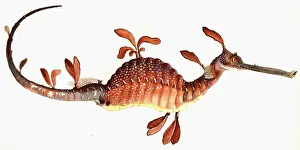 William Buelow Gould vintage fish illustration - Leafy sea dragon (mistitled)