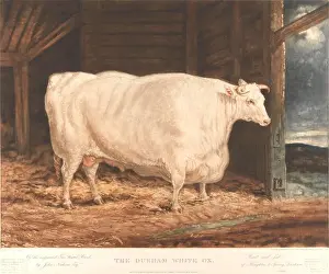 Farm Animals Prints: William Ward - The Durham White Ox / Of the improved Tees Water Breed