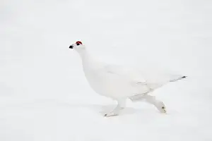 Rights Managed Prints: Willow Ptarmigan in Arctic Valley in Southcentral Alaska