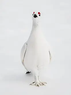 Willow Ptarmigan in Arctic Valley in Southcentral Alaska