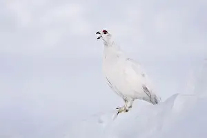 Rights Managed Prints: Willow Ptarmigan vocalizing in Arctic Valley in Southcentral Alaska