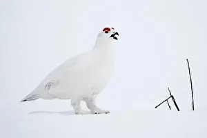 Willow Ptarmigan vocalizing in Arctic Valley in Southcentral Alaska