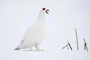 Rights Managed Prints: Willow Ptarmigan vocalizing in Arctic Valley in Southcentral Alaska