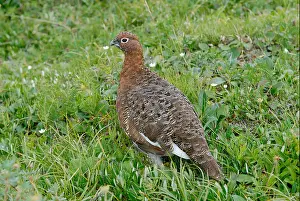 Grouse Prints: Willow ptarmigan (willow grouse)