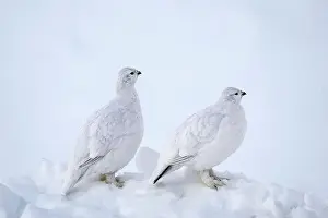 Rights Managed Prints: Willow Ptarmigans in Arctic Valley in Southcentral Alaska