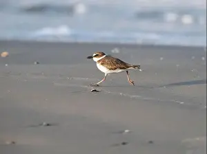 Shorebird Prints: Wilson's plover running through the sand beach, Galveston, Texas