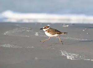 Shorebird Prints: Wilson's plover running through the sand beach, Galveston, Texas