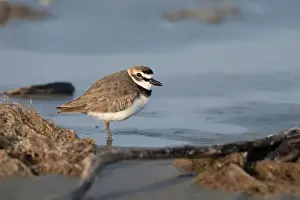 Shorebird Prints: Wilson's plover on the sand beach, Galveston, Texas