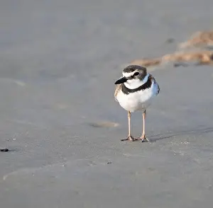 Shorebird Prints: Wilson's plover on the sand beach, Galveston, Texas