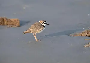 Shorebird Prints: Wilson's plover on the sand beach, Galveston, Texas